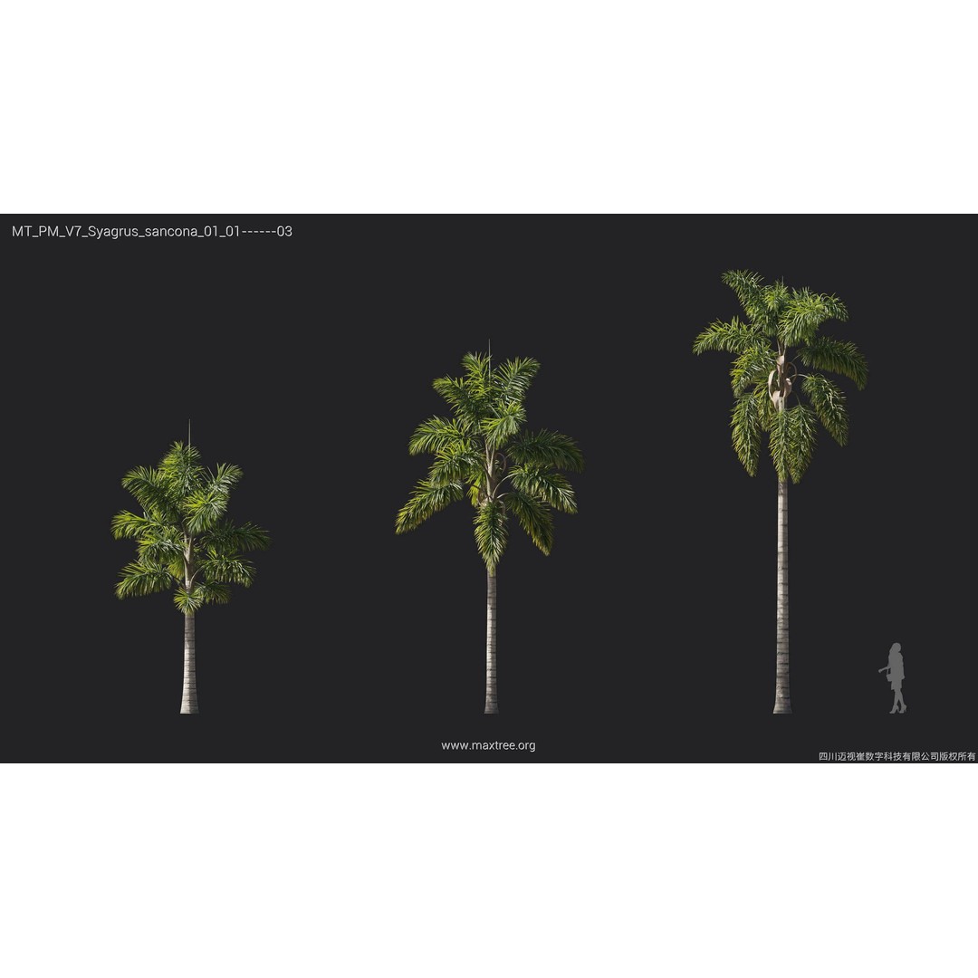 Palm Tree 3D Model – High Poly Plant Collection, FBX, Blender, PBR - View 21