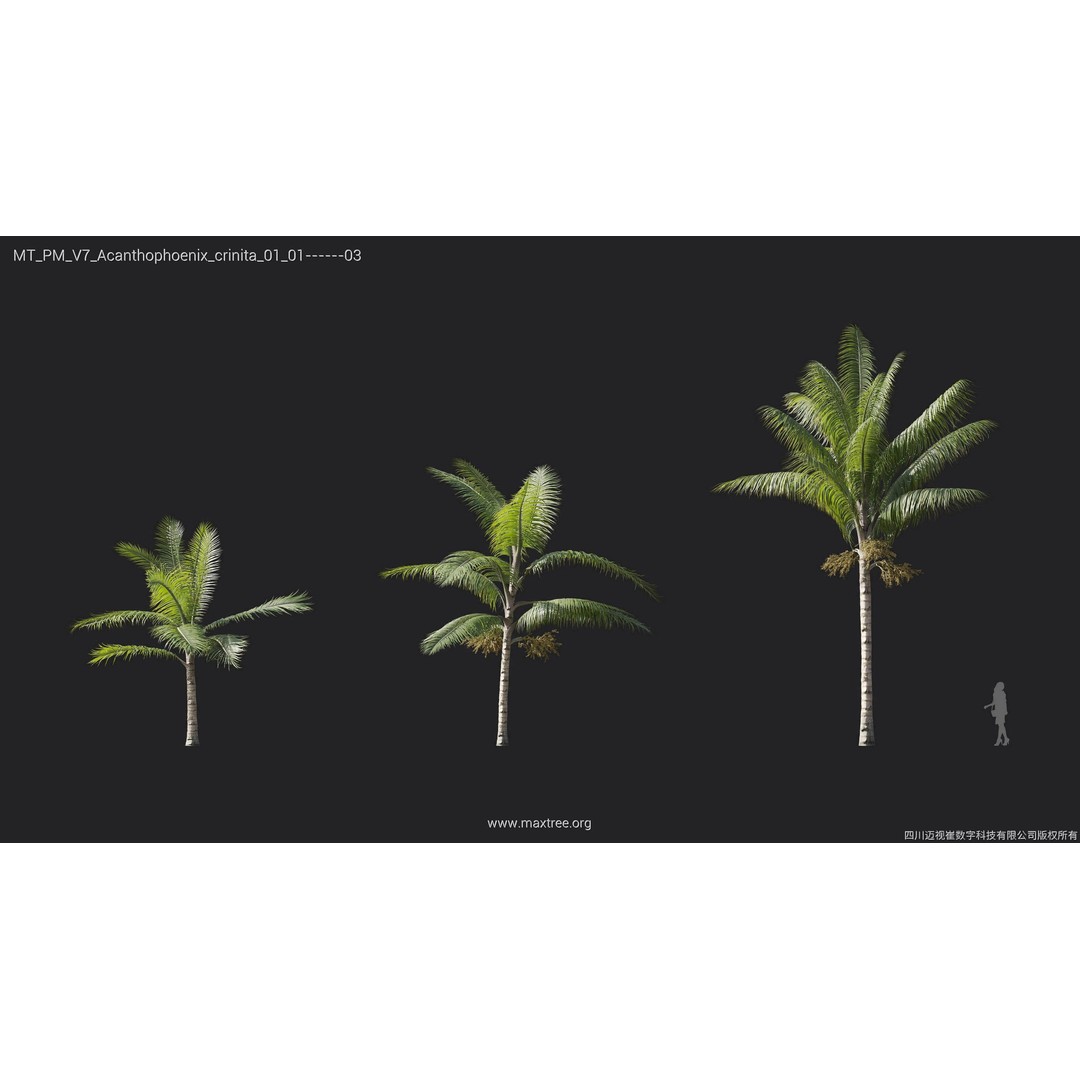 Palm Tree 3D Model – High Poly Plant Collection, FBX, Blender, PBR - View 4