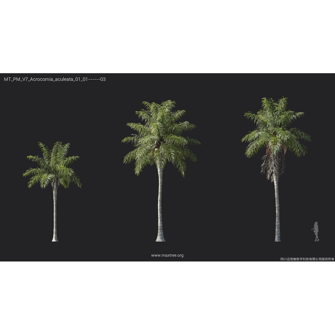 Palm Tree 3D Model – High Poly Plant Collection, FBX, Blender, PBR - View 5