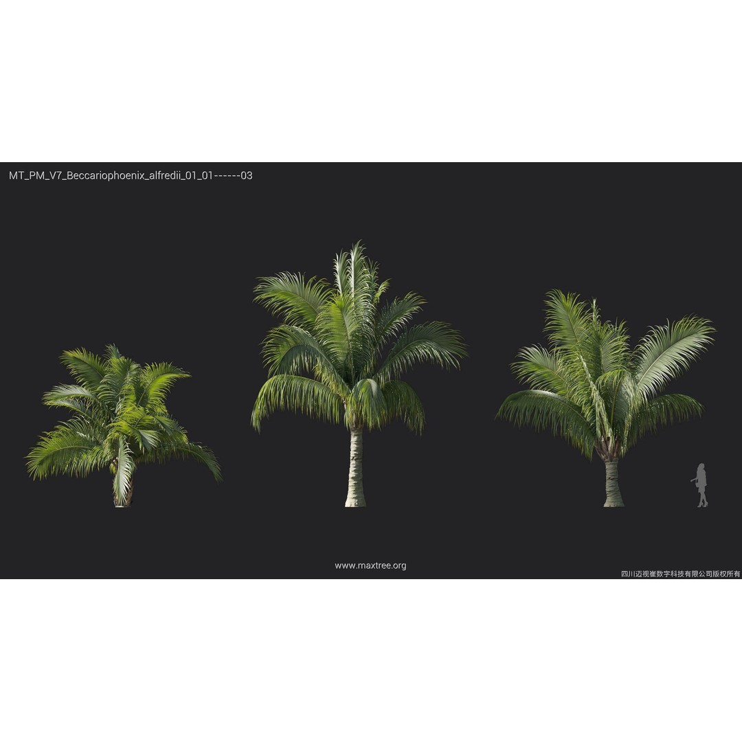 Palm Tree 3D Model – High Poly Plant Collection, FBX, Blender, PBR - View 6