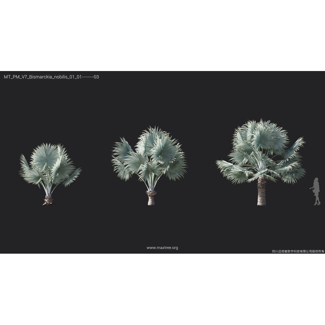 Palm Tree 3D Model – High Poly Plant Collection, FBX, Blender, PBR - View 7