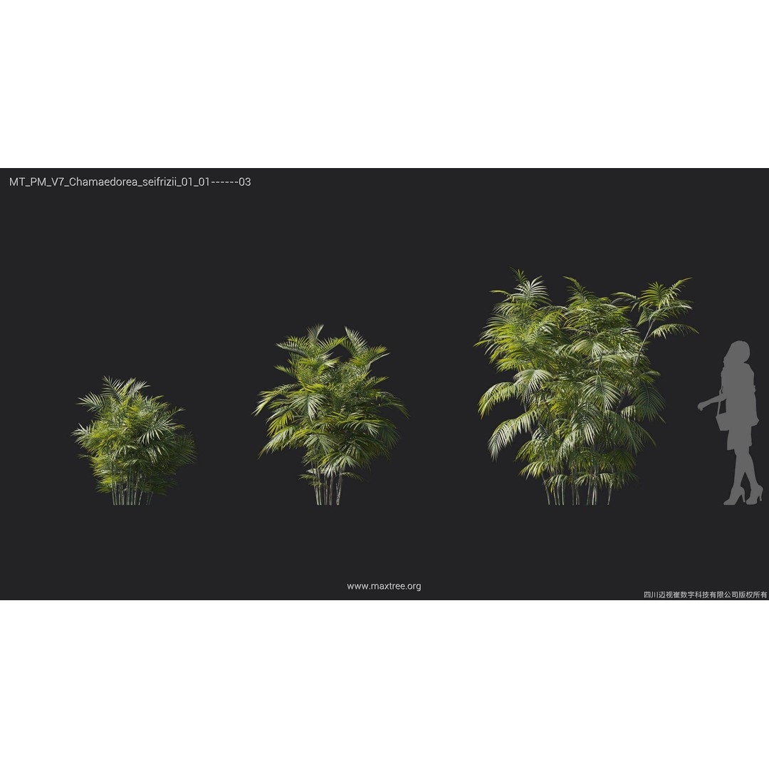 Palm Tree 3D Model – High Poly Plant Collection, FBX, Blender, PBR - View 8
