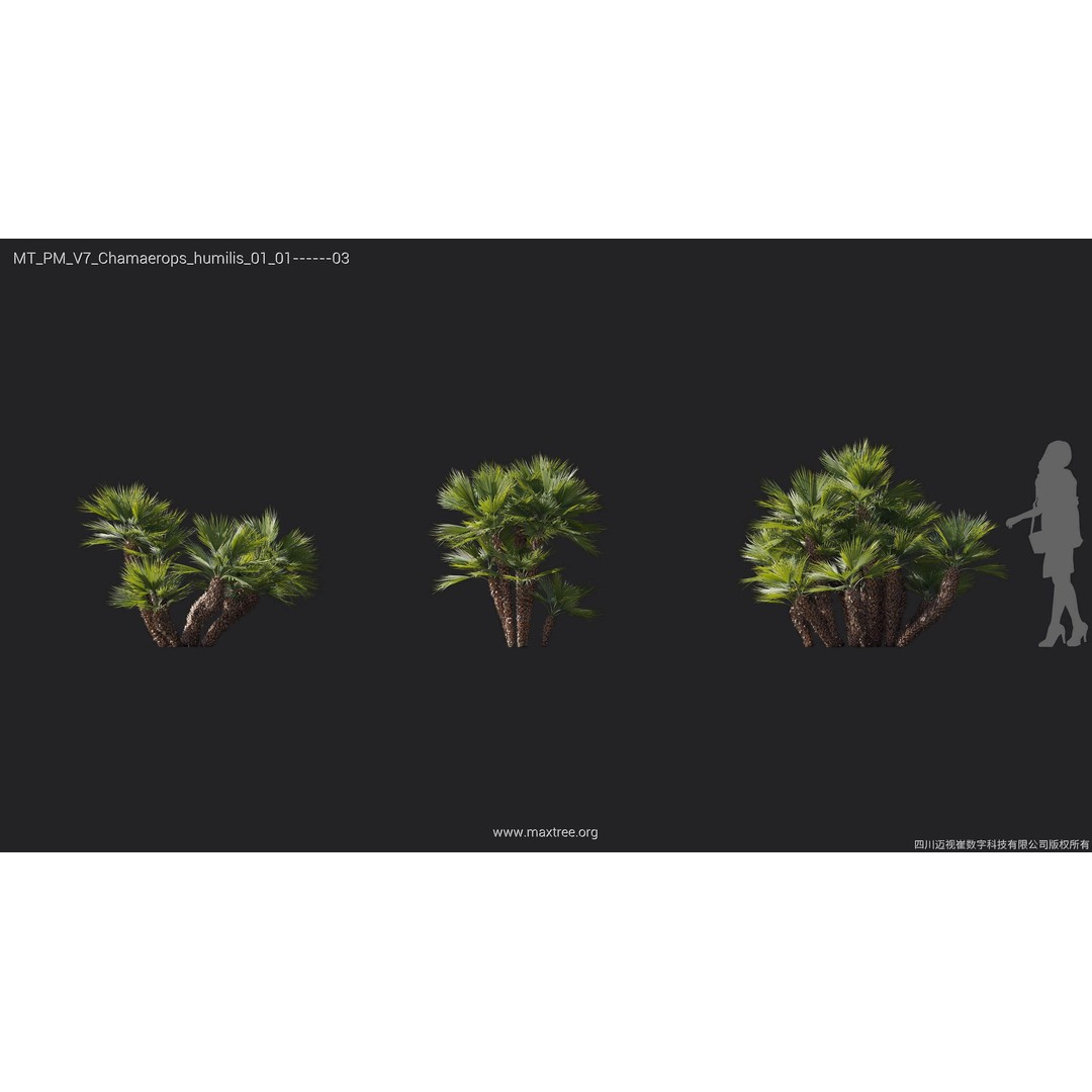 Palm Tree 3D Model – High Poly Plant Collection, FBX, Blender, PBR - View 9