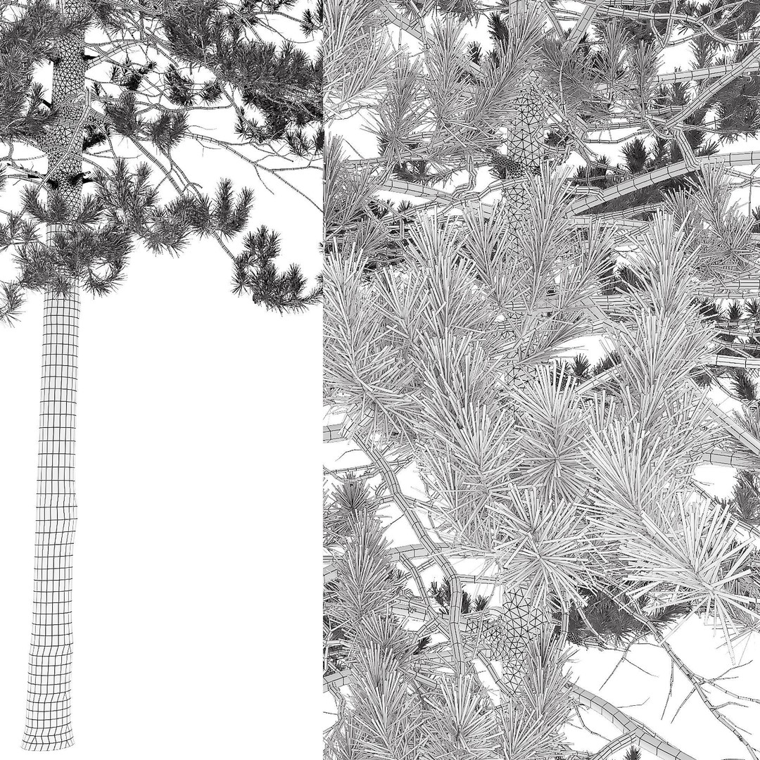Mountain Pine 3D Model – High Poly Conifer Asset, FBX