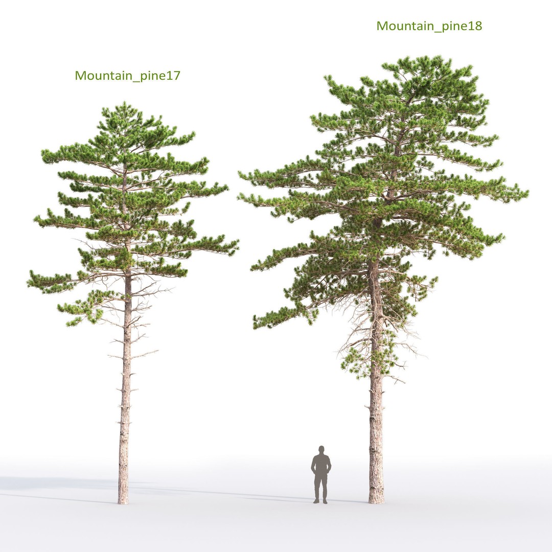 Mountain Pine 3D Model – High Poly Conifer Asset, FBX - View 10