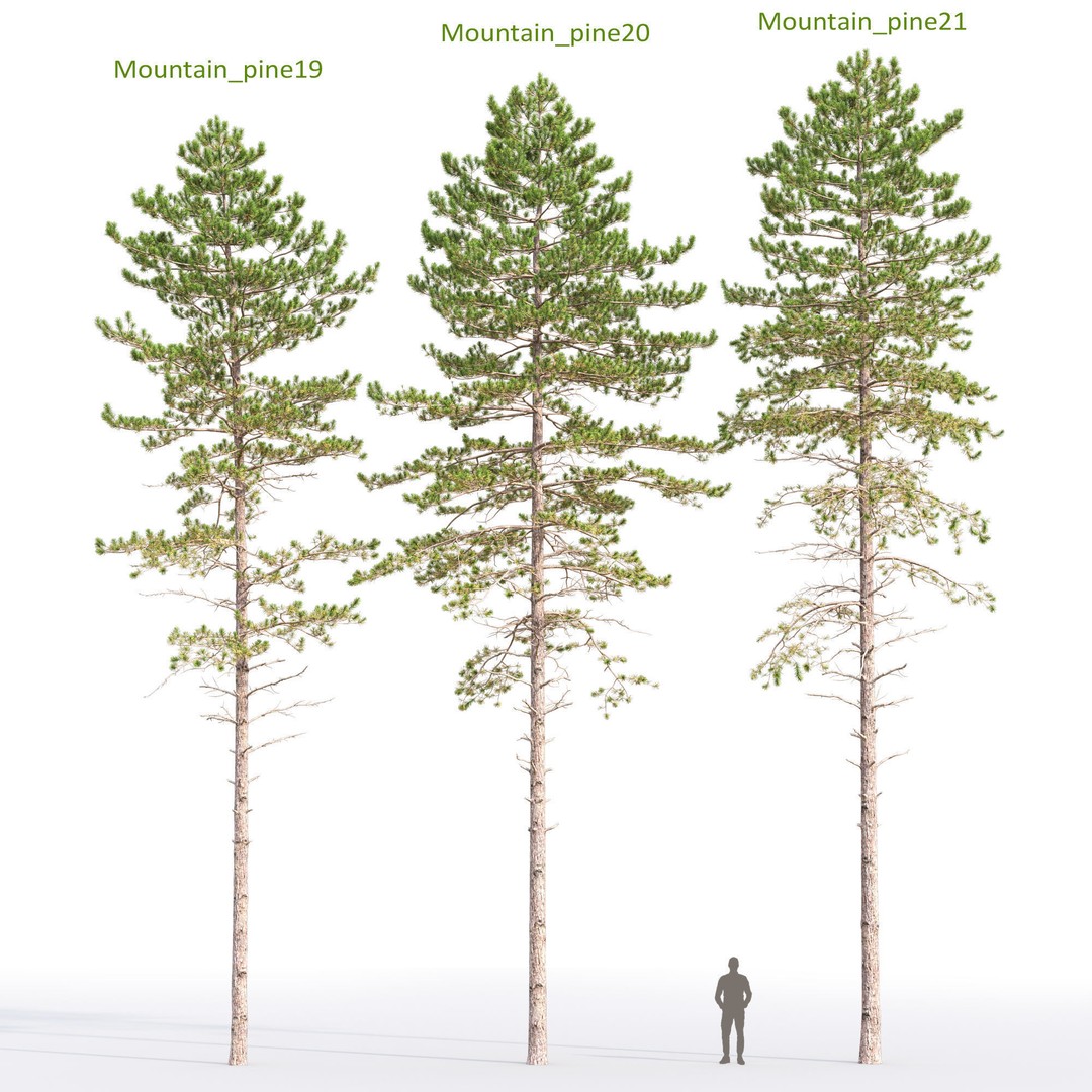 Mountain Pine 3D Model – High Poly Conifer Asset, FBX - View 11