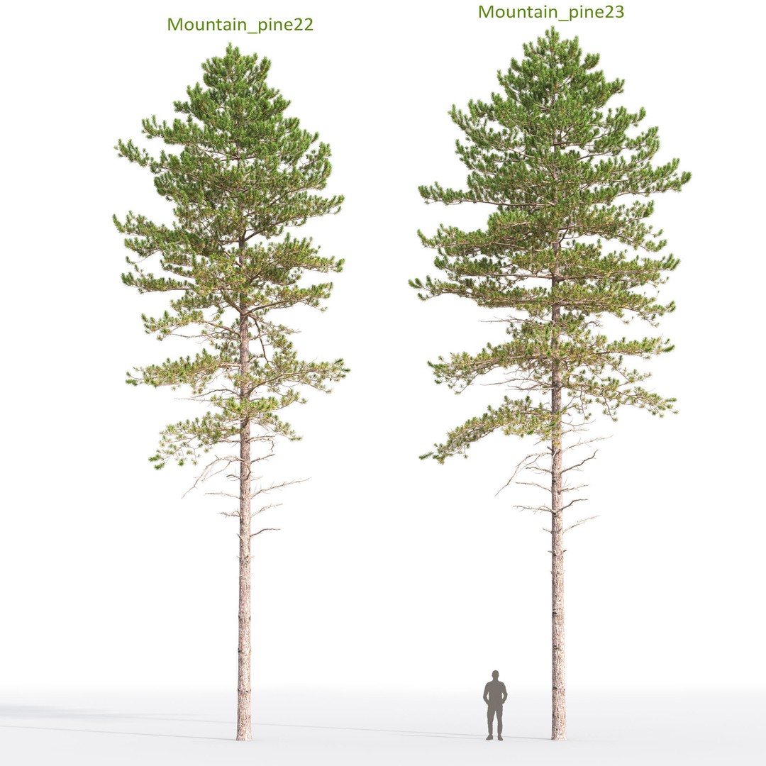 Mountain Pine 3D Model – High Poly Conifer Asset, FBX - View 12