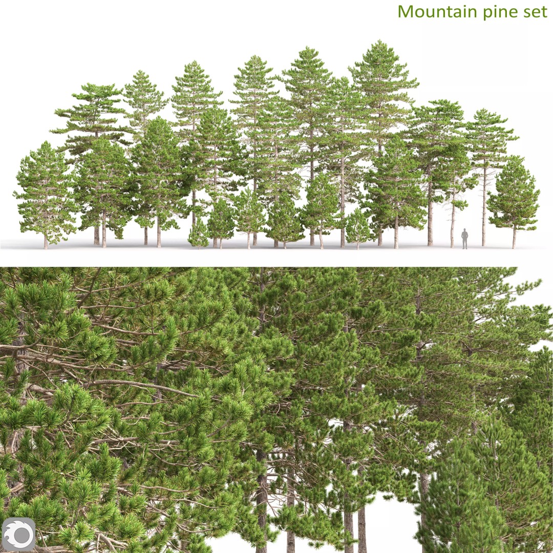 Mountain Pine 3D Model – High Poly Conifer Asset, FBX - View 2