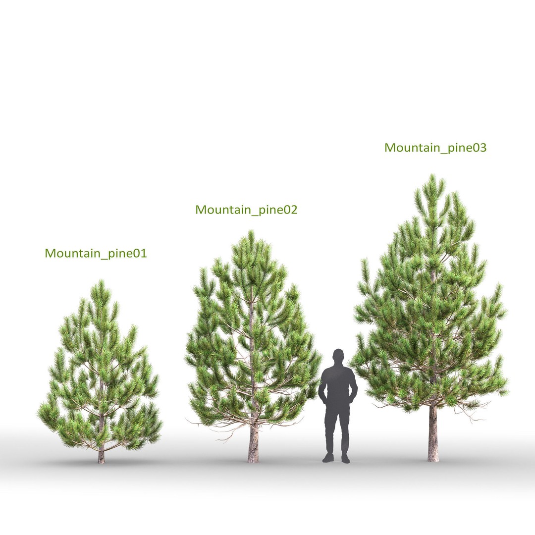 Mountain Pine 3D Model – High Poly Conifer Asset, FBX - View 3