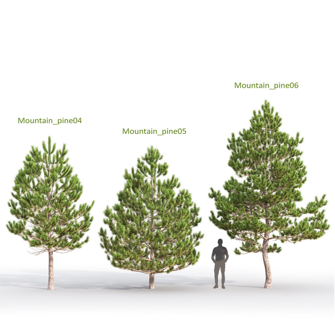 Mountain Pine 3D Model – High Poly Conifer Asset, FBX - View 4