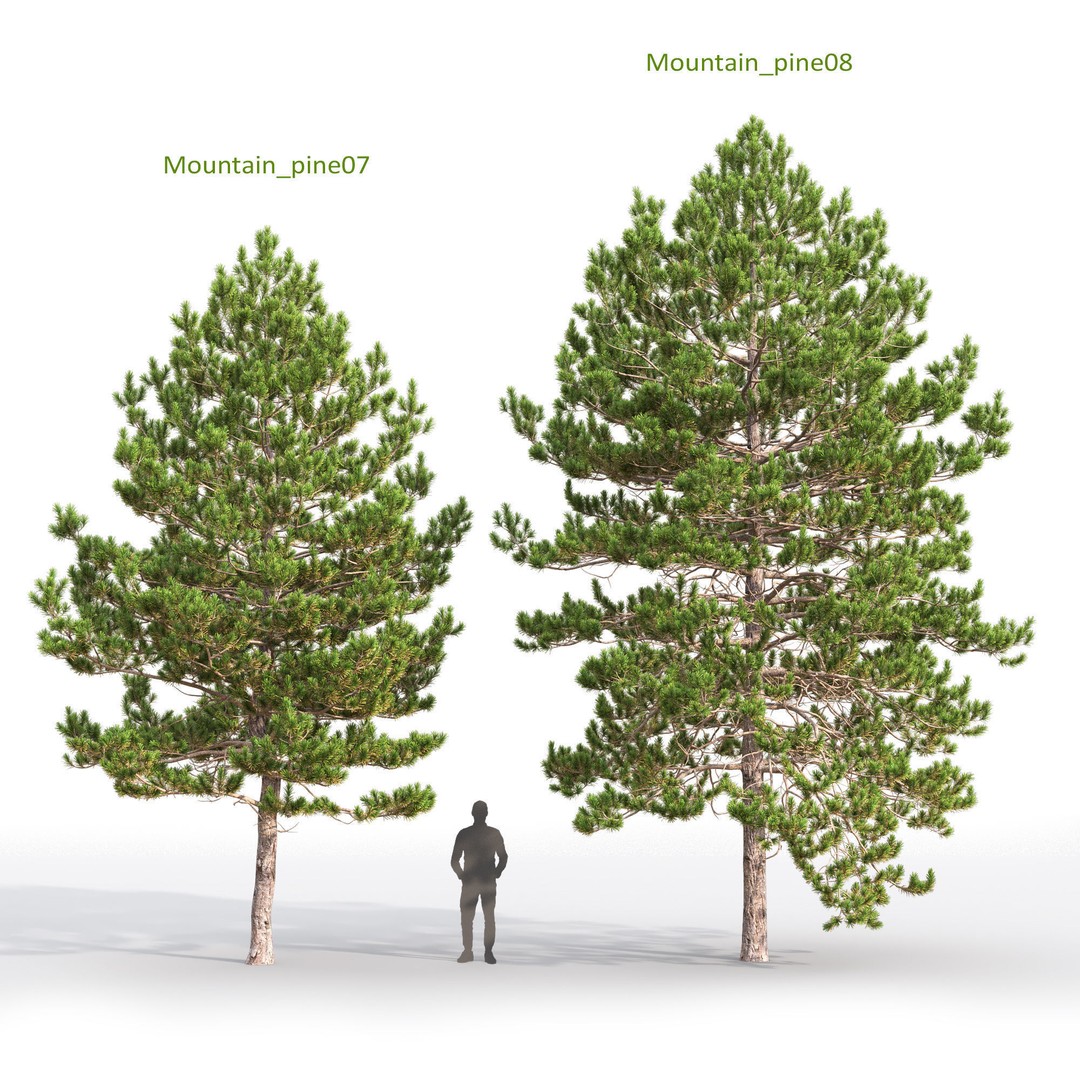 Mountain Pine 3D Model – High Poly Conifer Asset, FBX - View 5