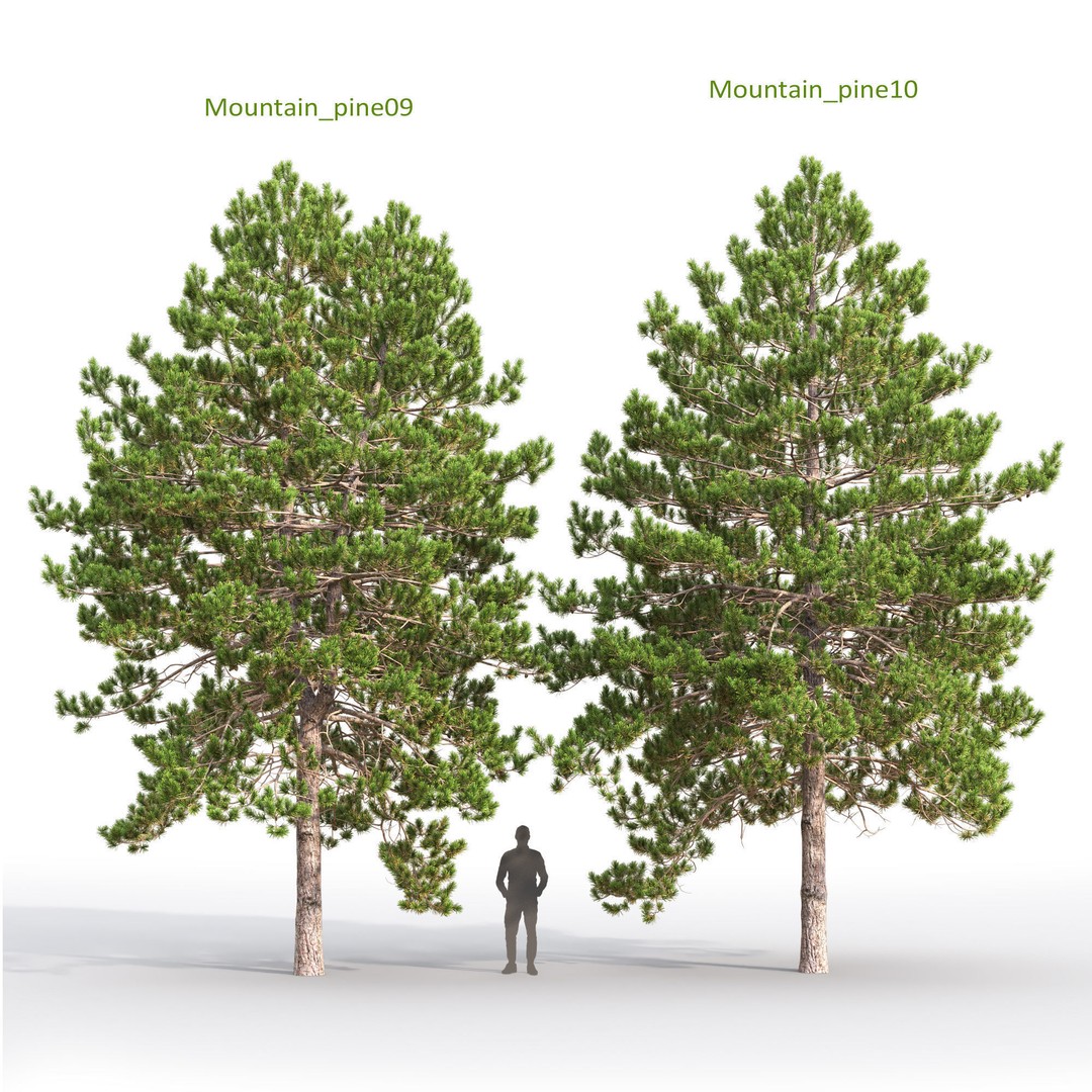 Mountain Pine 3D Model – High Poly Conifer Asset, FBX - View 6