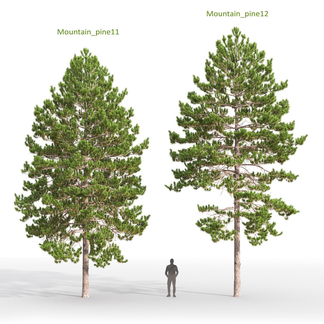 Mountain Pine 3D Model – High Poly Conifer Asset, FBX - View 7