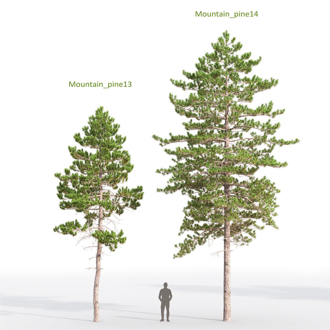 Mountain Pine 3D Model – High Poly Conifer Asset, FBX - View 8