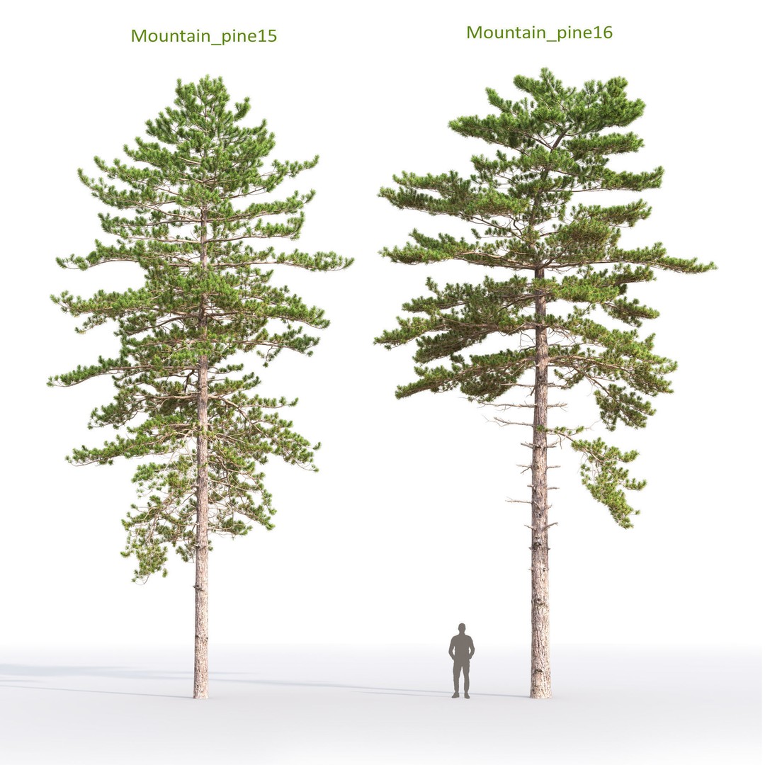Mountain Pine 3D Model – High Poly Conifer Asset, FBX - View 9