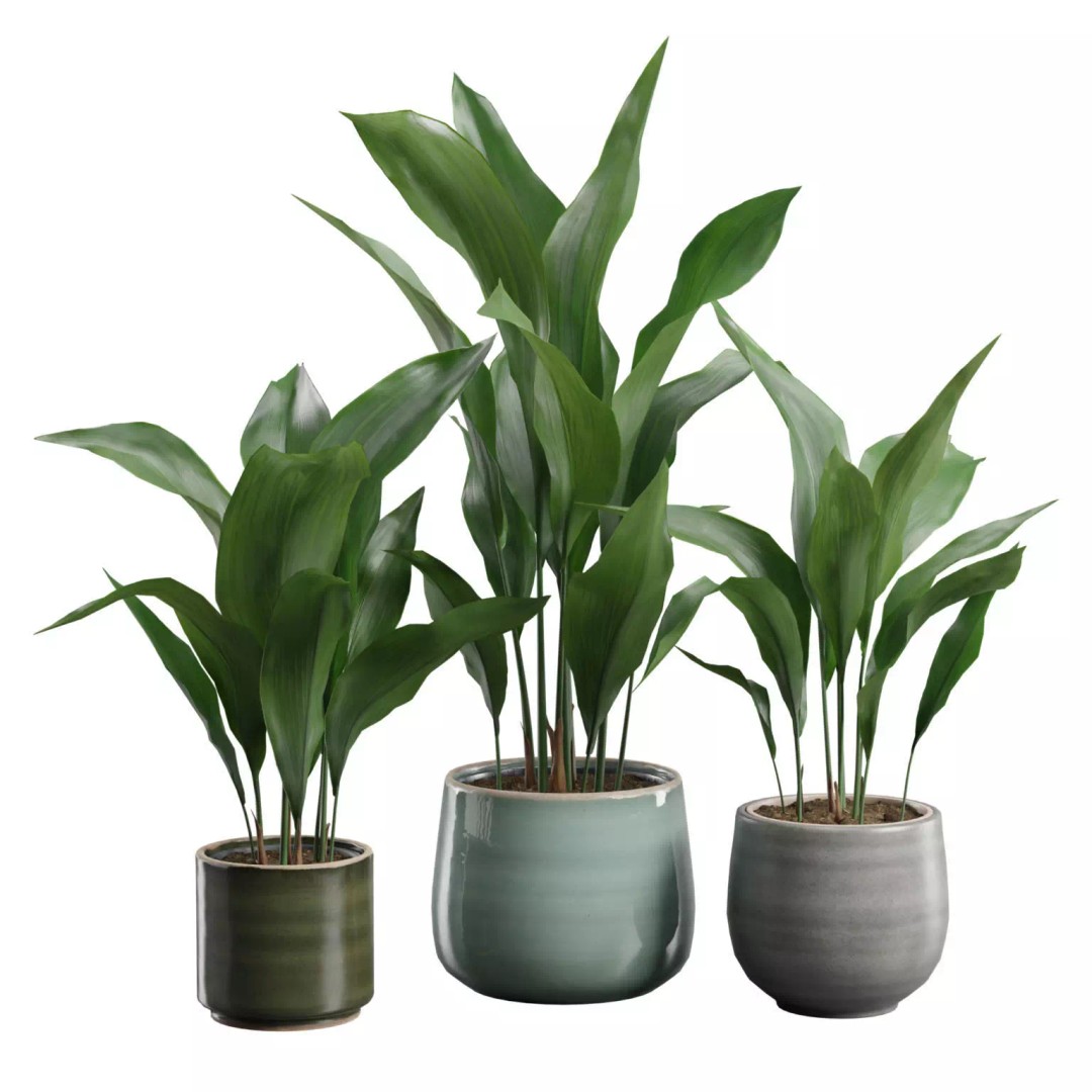 Aspidistra Elatior 3D Model – PBR Plant Asset, FBX, OBJ, Blender - View 2