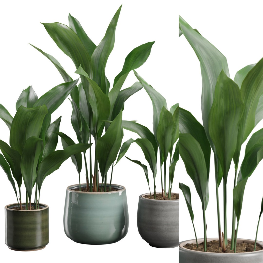 Aspidistra Elatior 3D Model – PBR Plant Asset, FBX, OBJ, Blender - View 3