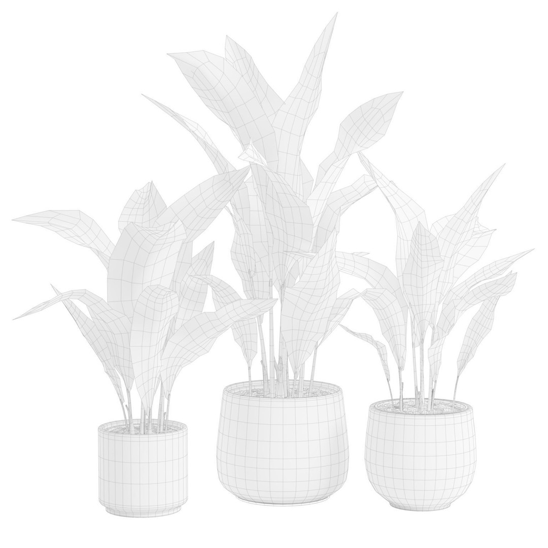 Aspidistra Elatior 3D Model – PBR Plant Asset, FBX, OBJ, Blender - View 4