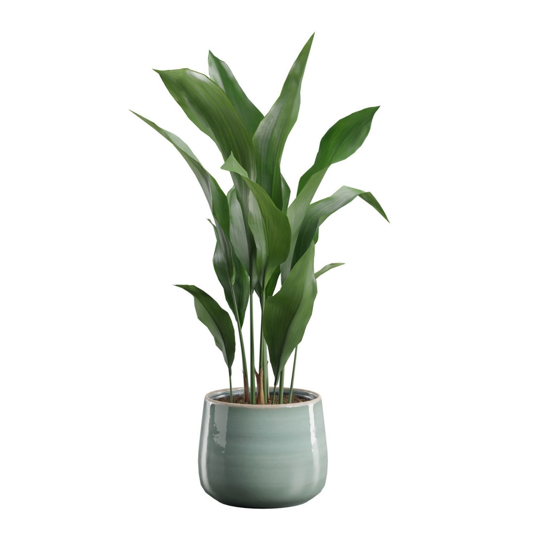 Aspidistra Elatior 3D Model – PBR Plant Asset, FBX, OBJ, Blender - View 5