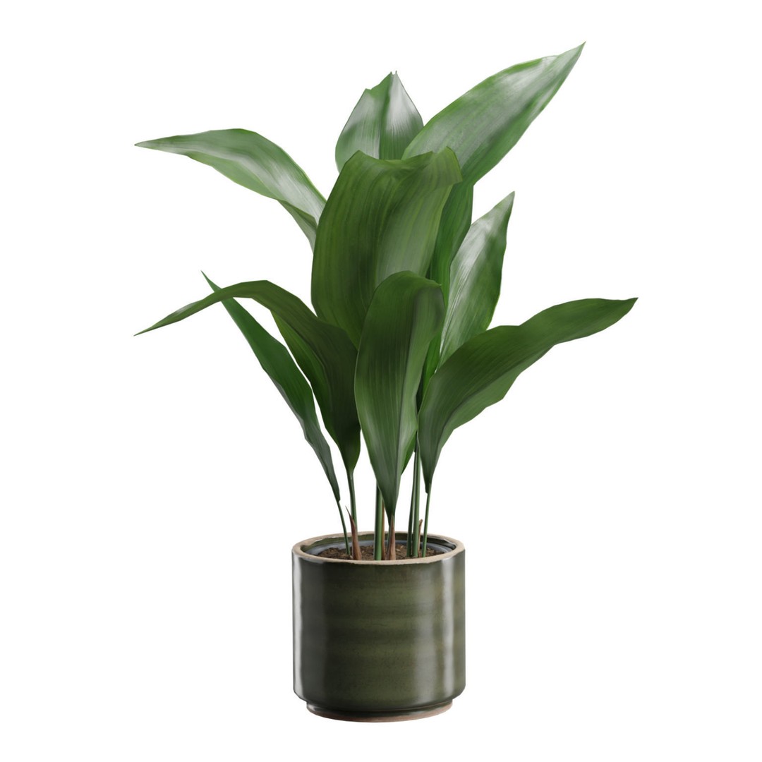 Aspidistra Elatior 3D Model – PBR Plant Asset, FBX, OBJ, Blender - View 6