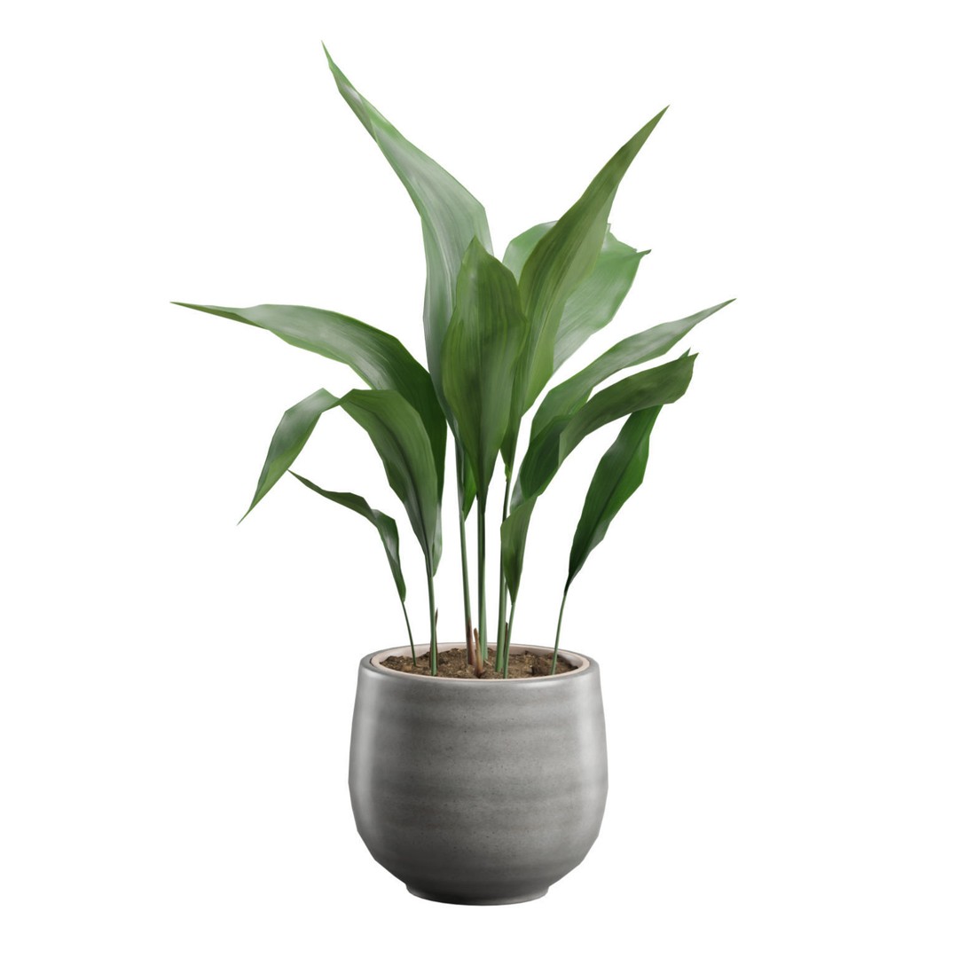 Aspidistra Elatior 3D Model – PBR Plant Asset, FBX, OBJ, Blender - View 7