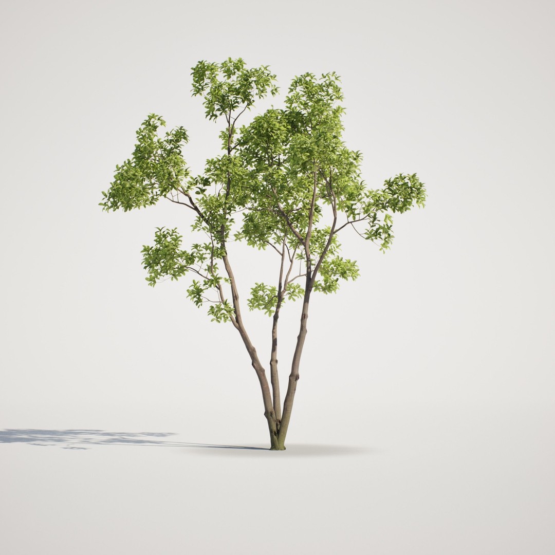 Magnolia Tree Set 3D Model – Low Poly Animated Asset for UE5 - View 10