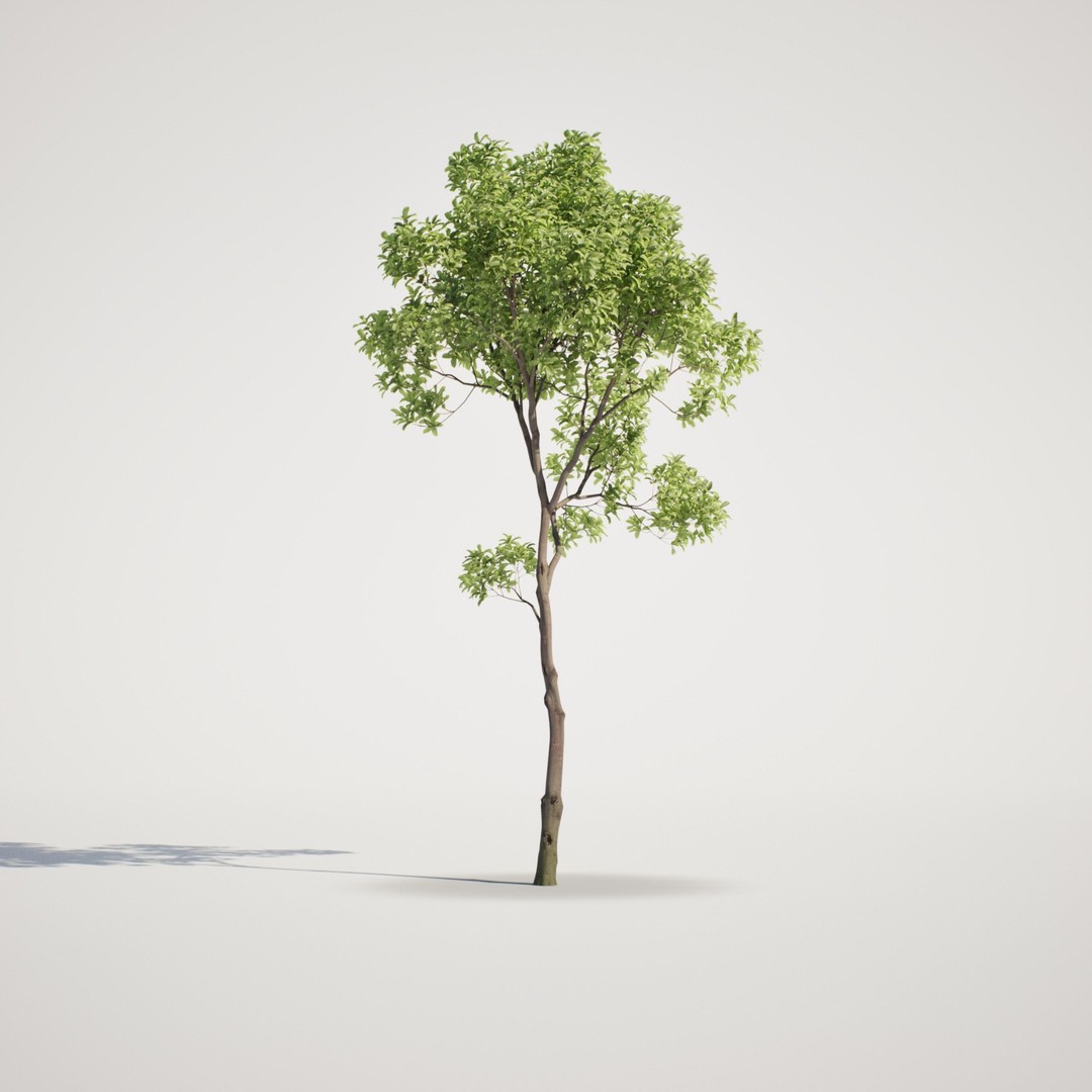 Magnolia Tree Set 3D Model – Low Poly Animated Asset for UE5 - View 11
