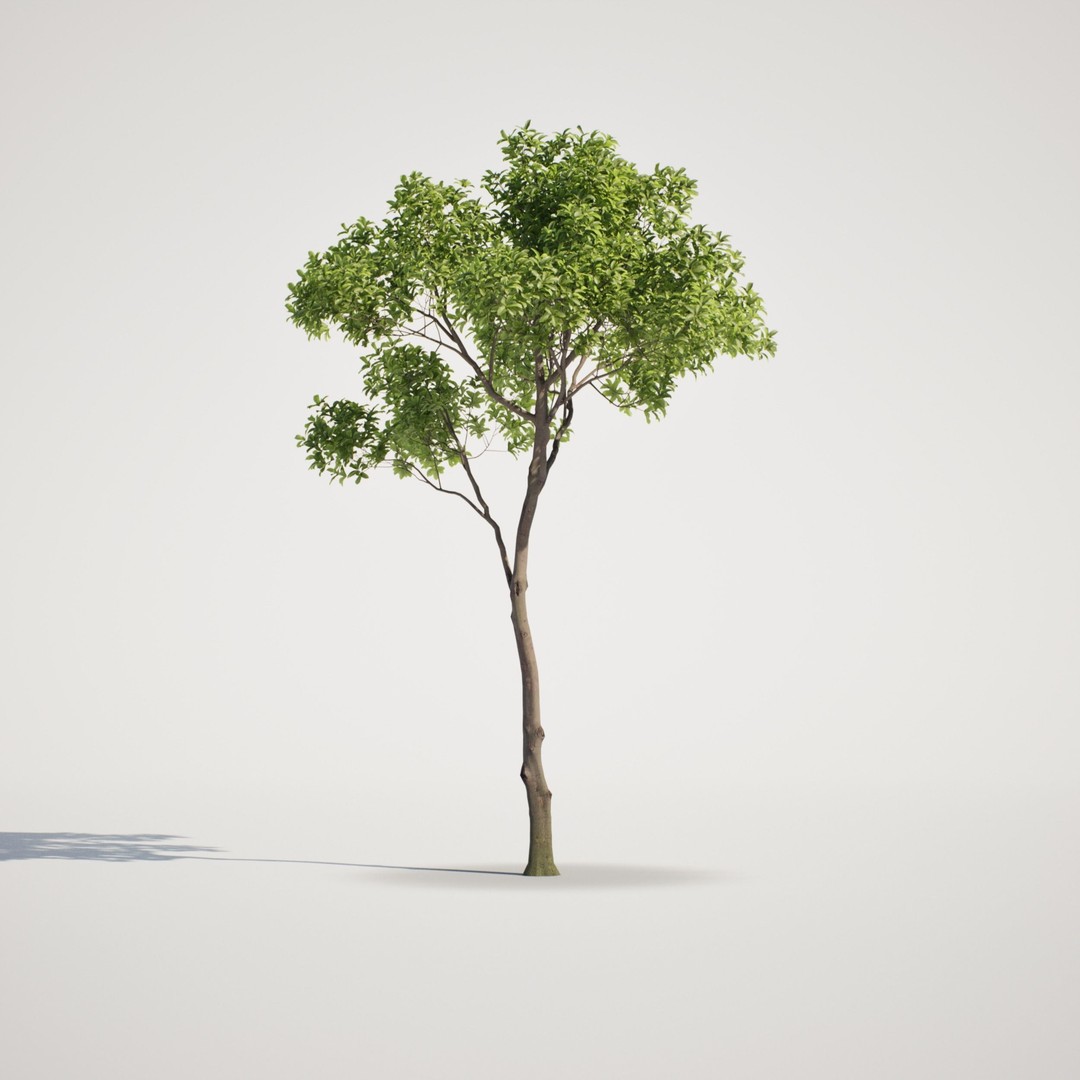 Magnolia Tree Set 3D Model – Low Poly Animated Asset for UE5 - View 12
