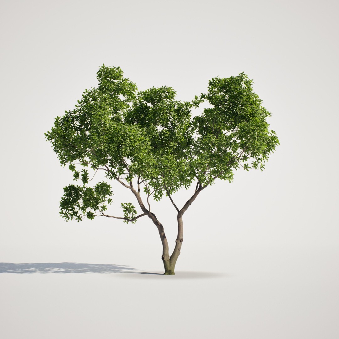 Magnolia Tree Set 3D Model – Low Poly Animated Asset for UE5 - View 3