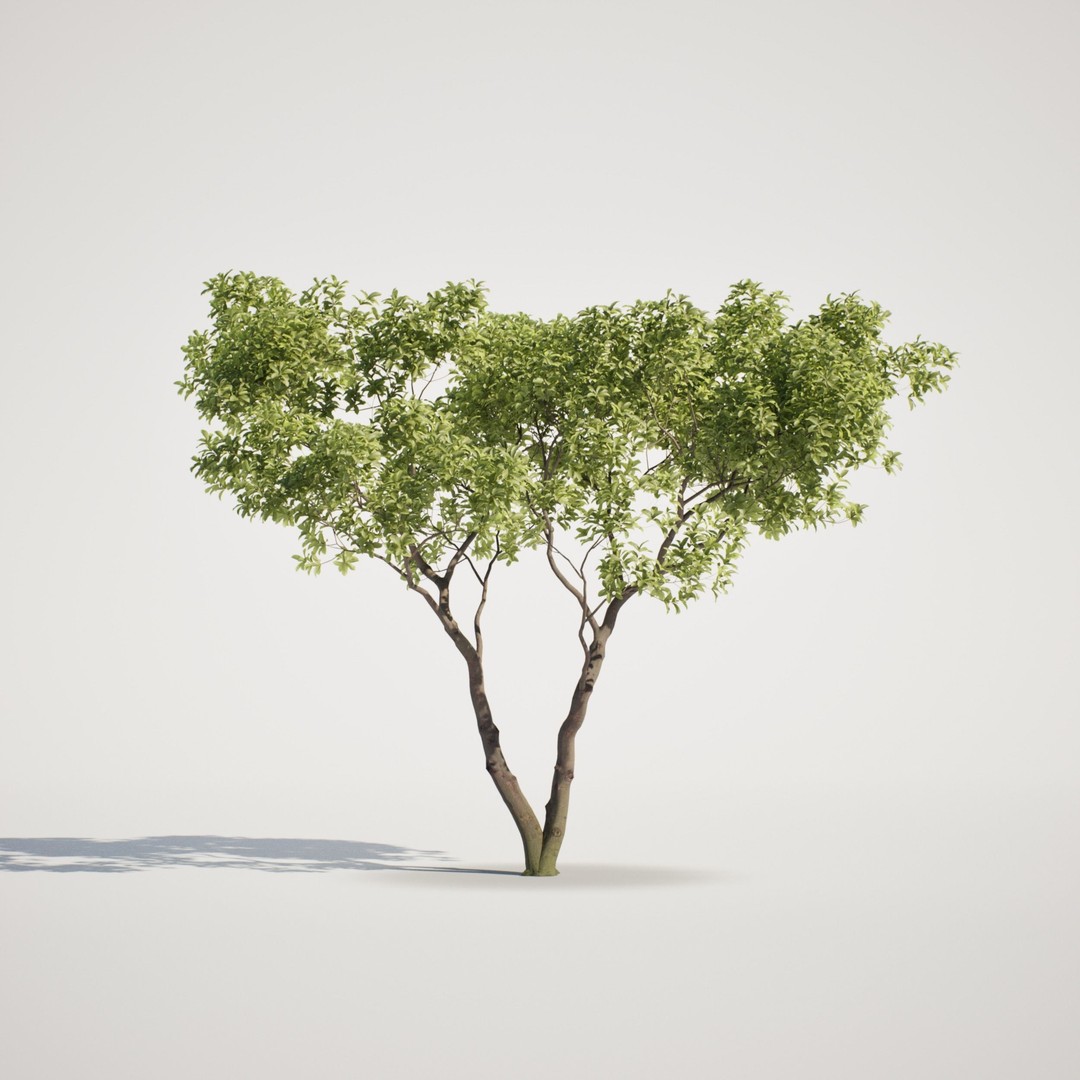 Magnolia Tree Set 3D Model – Low Poly Animated Asset for UE5 - View 4