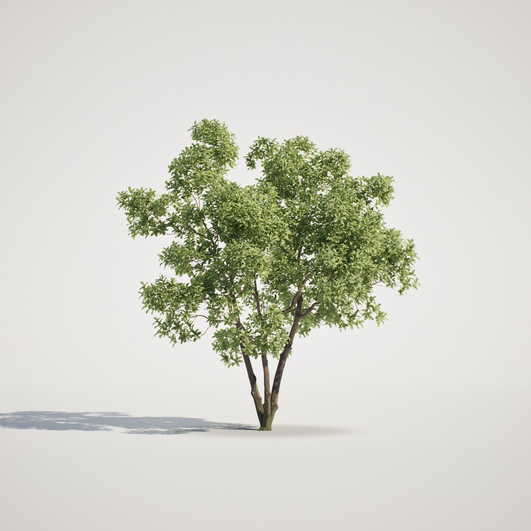 Magnolia Tree Set 3D Model – Low Poly Animated Asset for UE5 - View 5