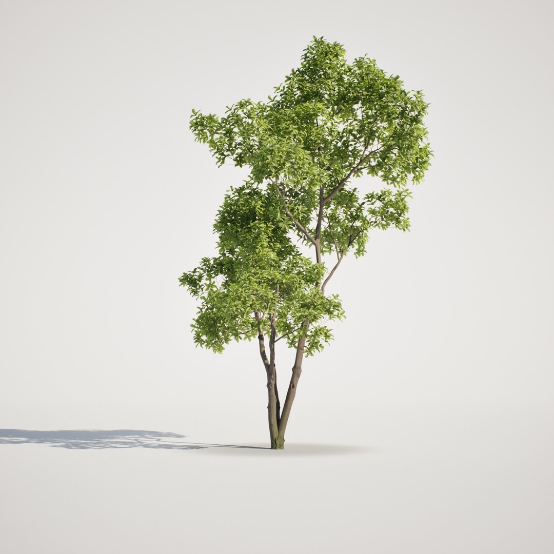 Magnolia Tree Set 3D Model – Low Poly Animated Asset for UE5 - View 6