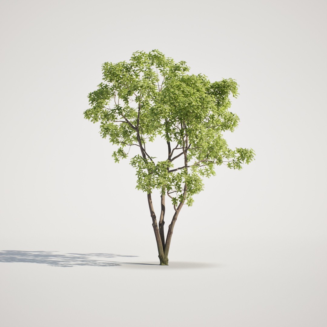 Magnolia Tree Set 3D Model – Low Poly Animated Asset for UE5 - View 7