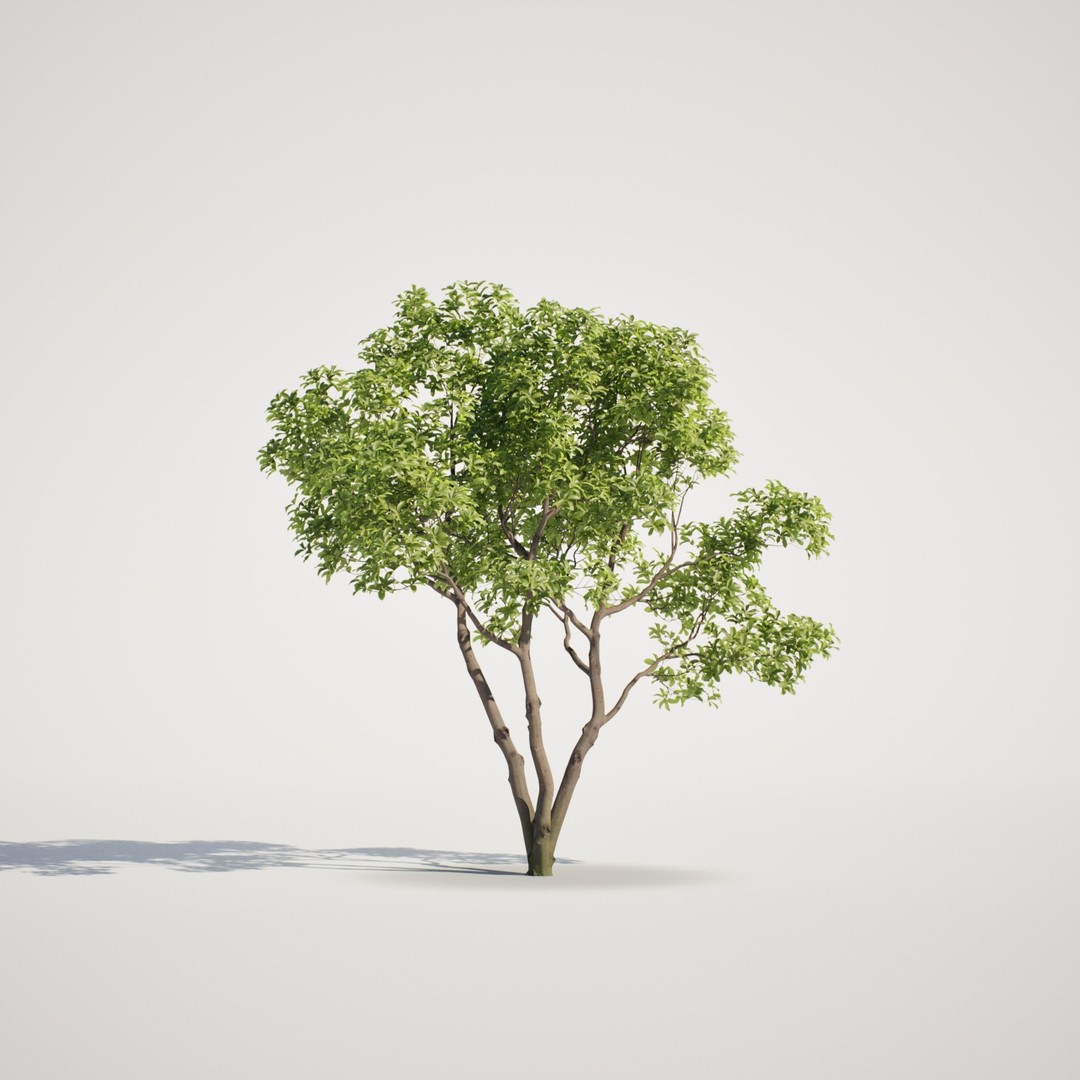 Magnolia Tree Set 3D Model – Low Poly Animated Asset for UE5 - View 8