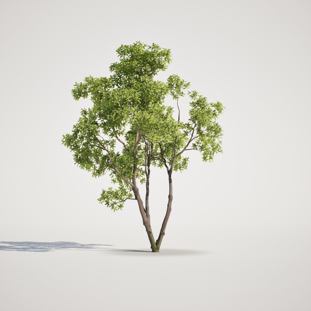 Magnolia Tree Set 3D Model – Low Poly Animated Asset for UE5 - View 9
