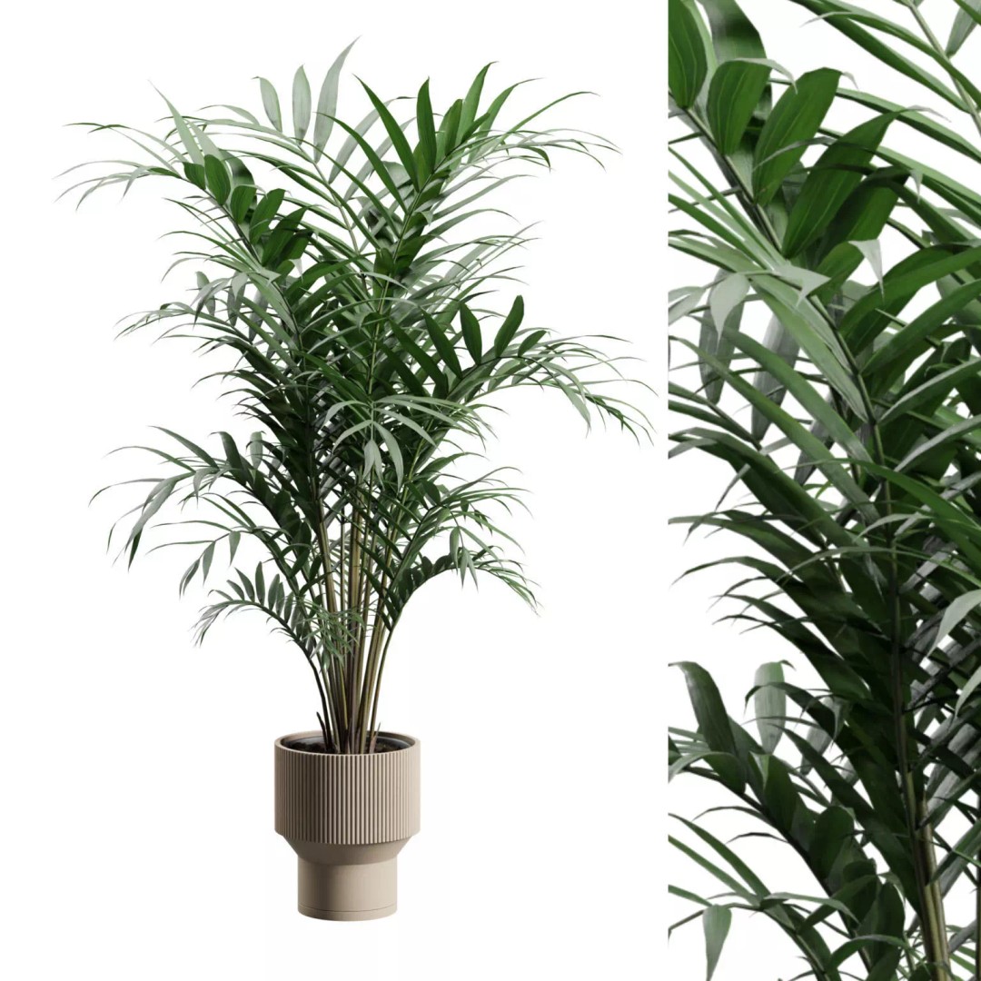 Kentia Palm Plant 3D Model – PBR Pot Plant for Interior Rendering - View 2