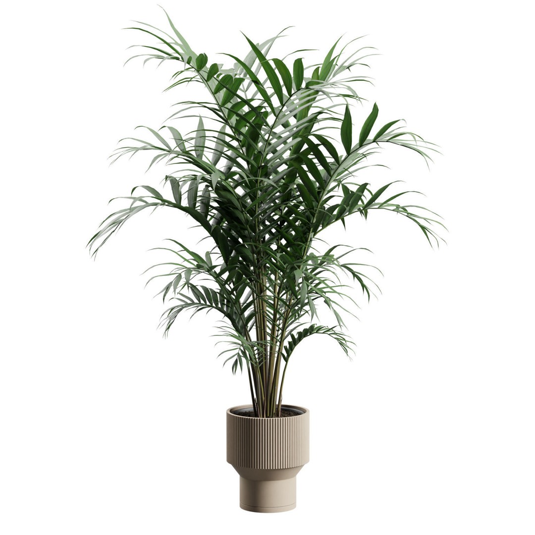Kentia Palm Plant 3D Model – PBR Pot Plant for Interior Rendering - View 5
