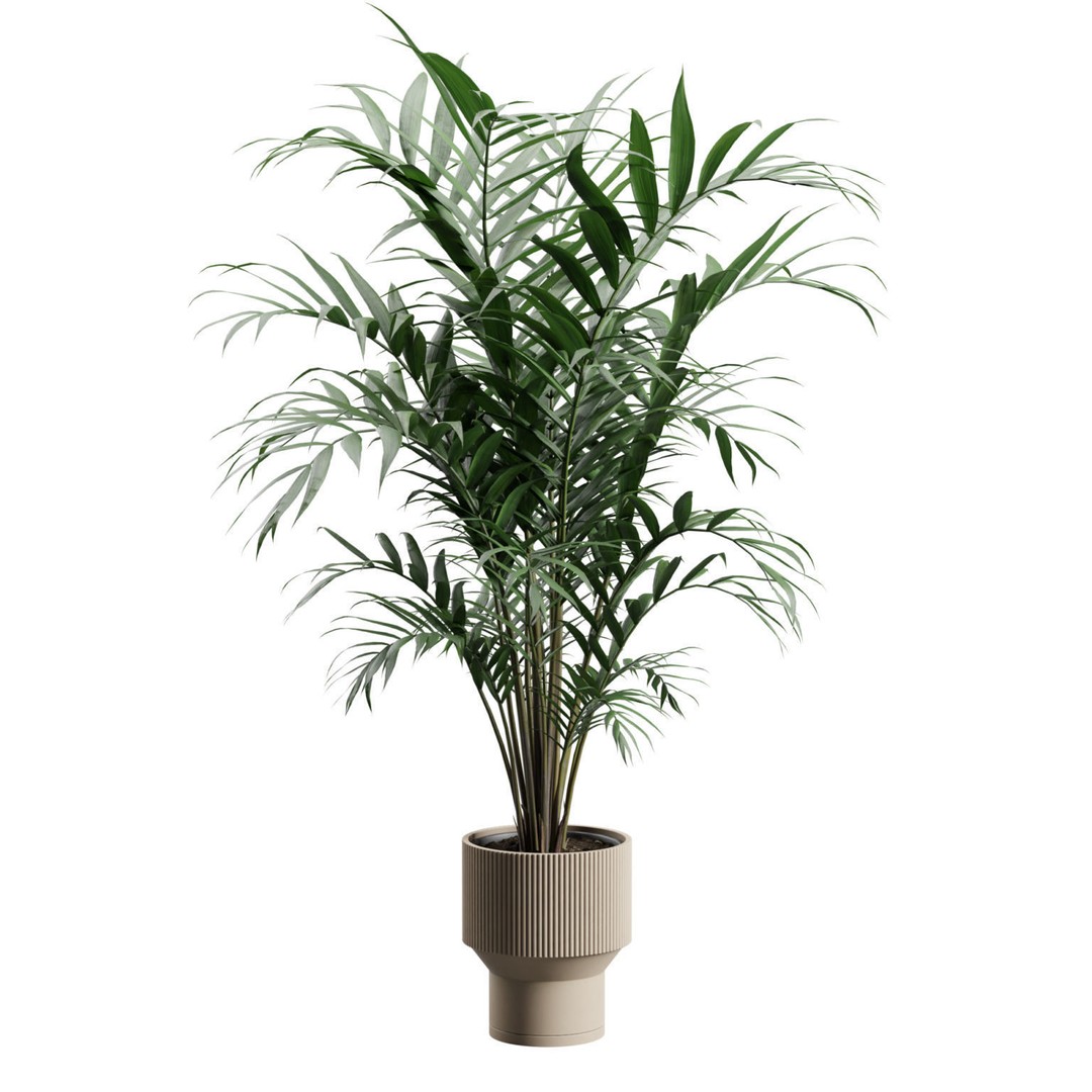 Kentia Palm Plant 3D Model – PBR Pot Plant for Interior Rendering - View 6