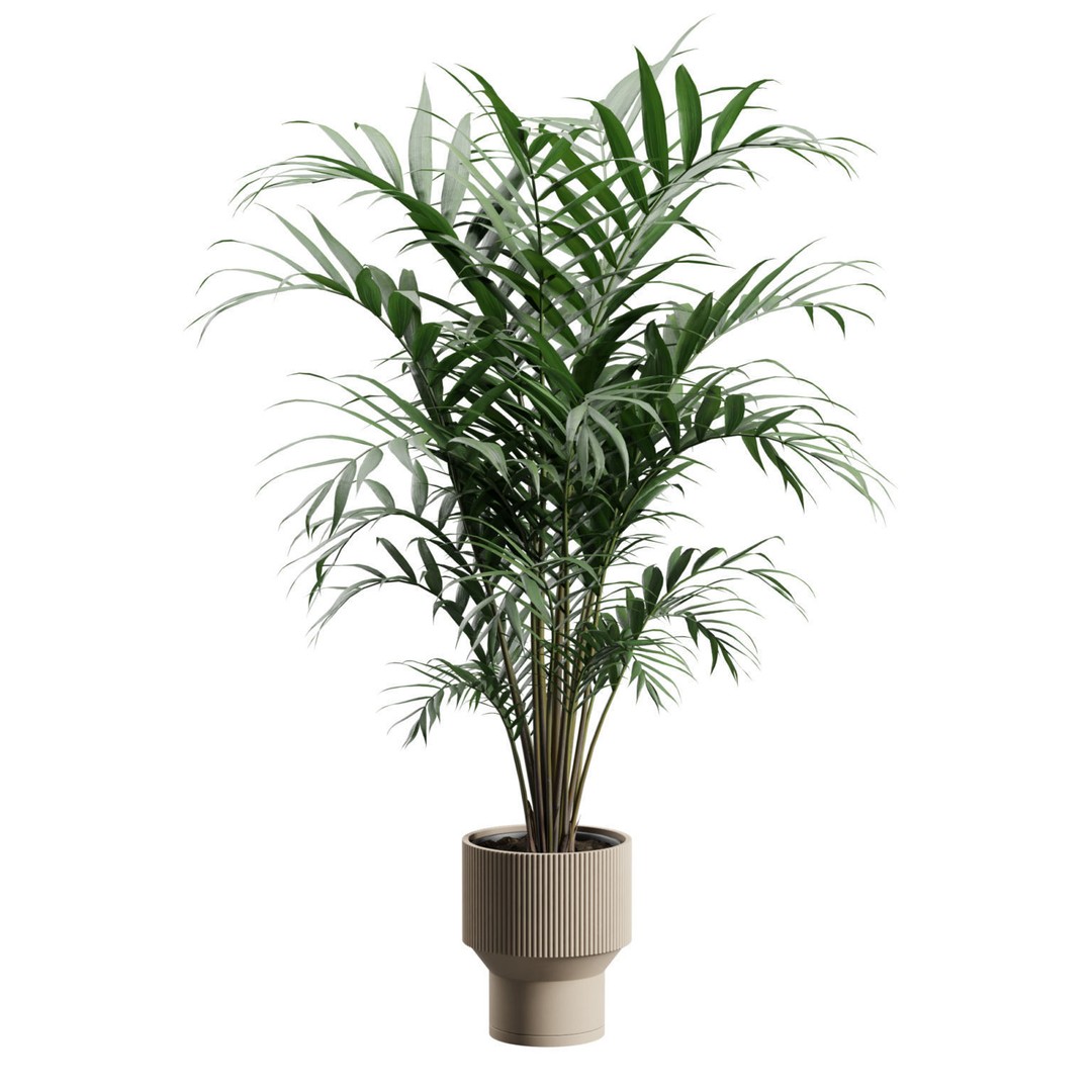 Kentia Palm Plant 3D Model – PBR Pot Plant for Interior Rendering - View 7