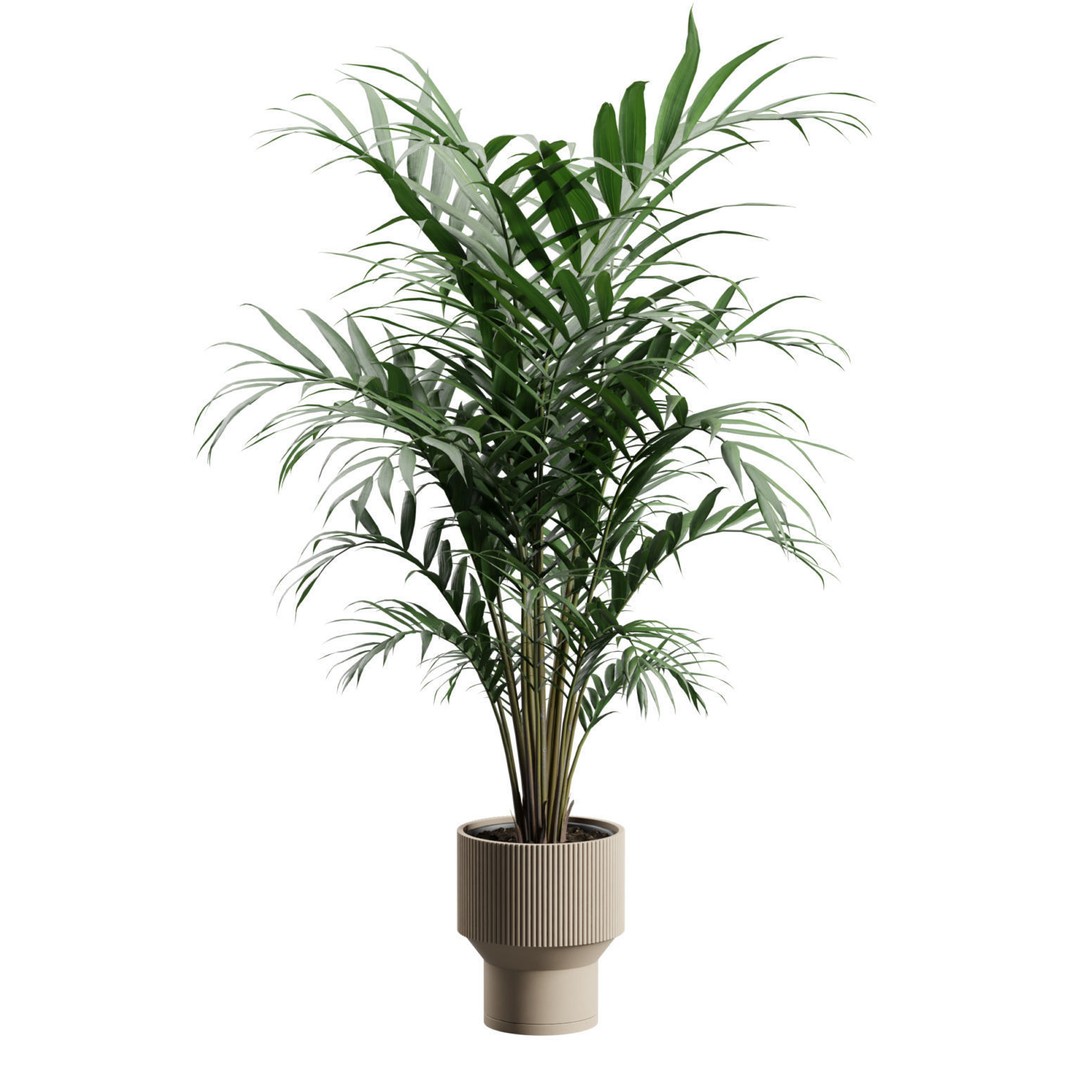 Kentia Palm Plant 3D Model – PBR Pot Plant for Interior Rendering - View 9