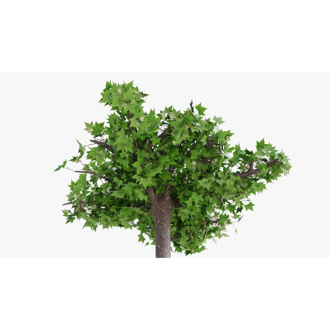 Platanus Hispánica Roof Form 3D Model – High Detail PBR Asset, Blender - View 11