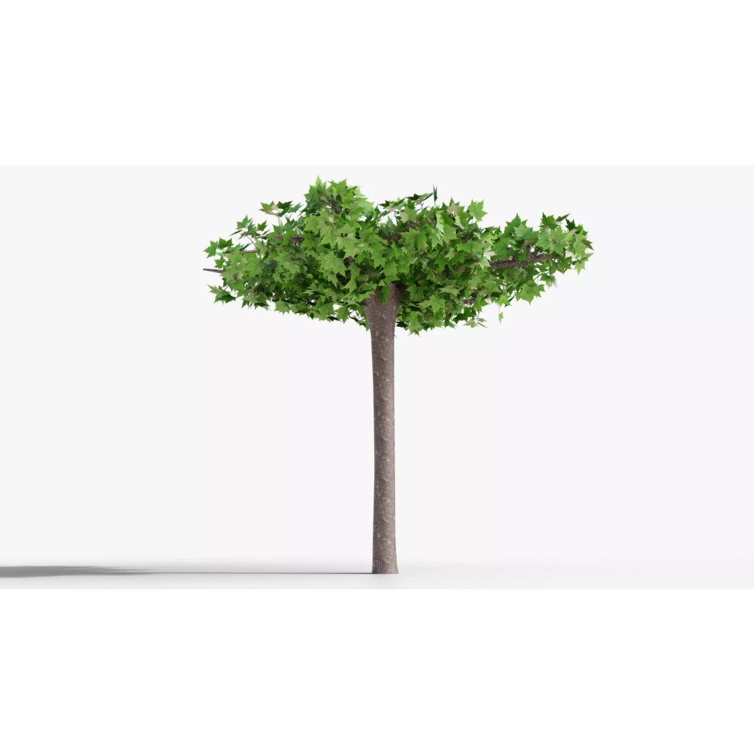 Platanus Hispánica Roof Form 3D Model – High Detail PBR Asset, Blender - View 2
