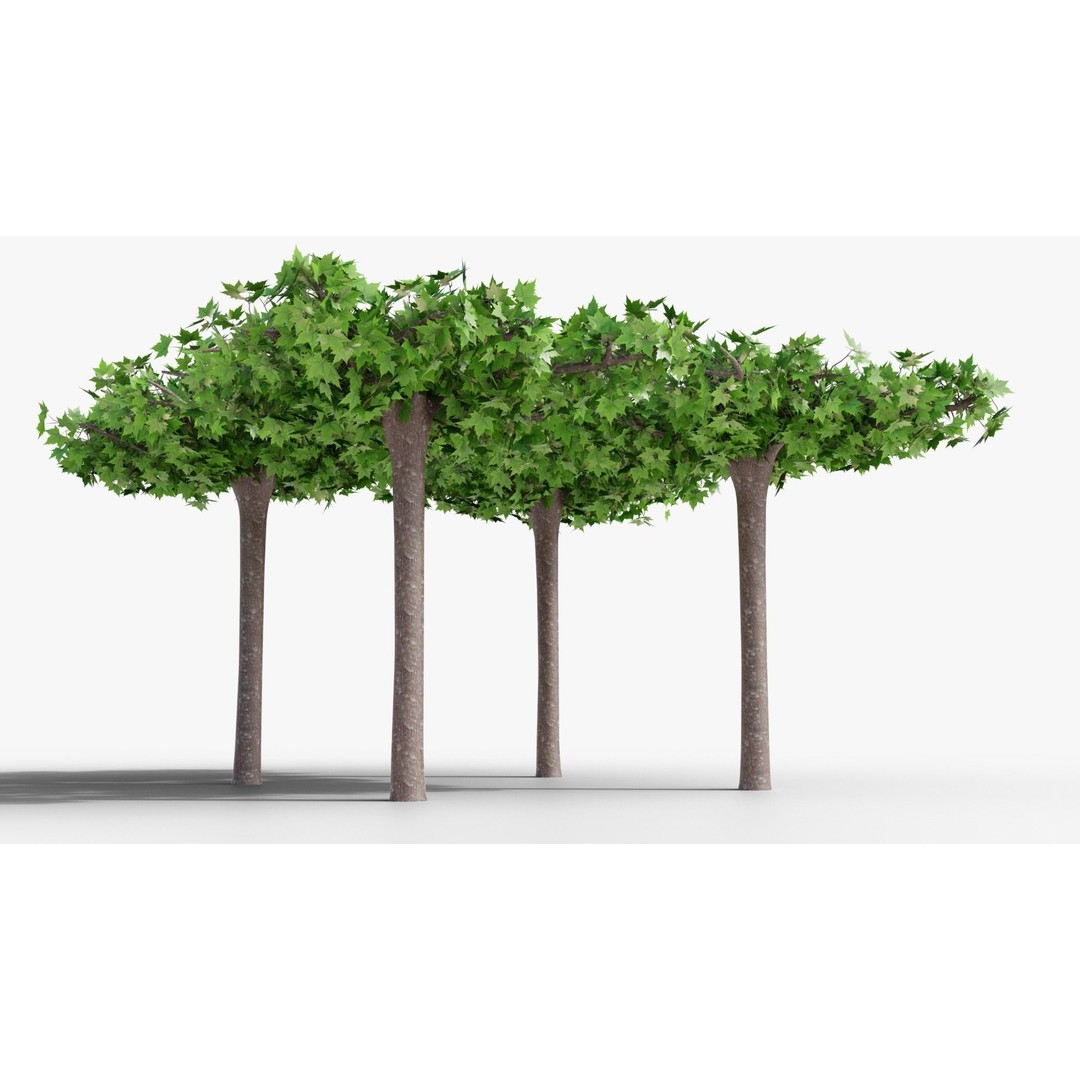 Platanus Hispánica Roof Form 3D Model – High Detail PBR Asset, Blender - View 3