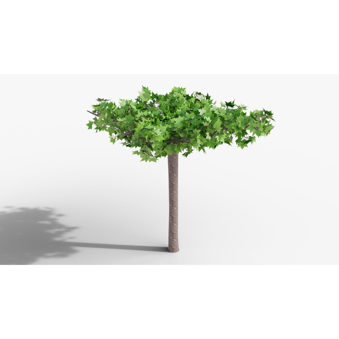 Platanus Hispánica Roof Form 3D Model – High Detail PBR Asset, Blender - View 4