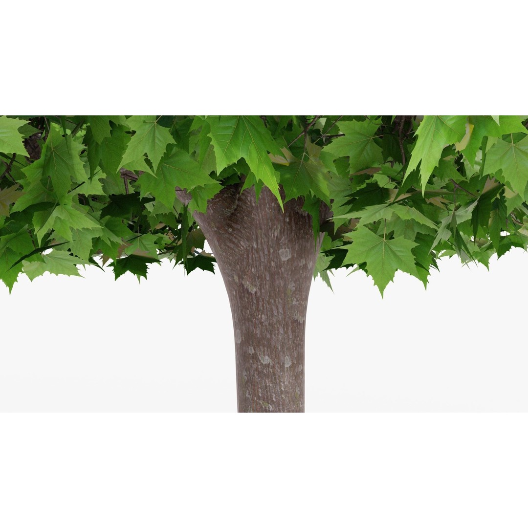 Platanus Hispánica Roof Form 3D Model – High Detail PBR Asset, Blender - View 7