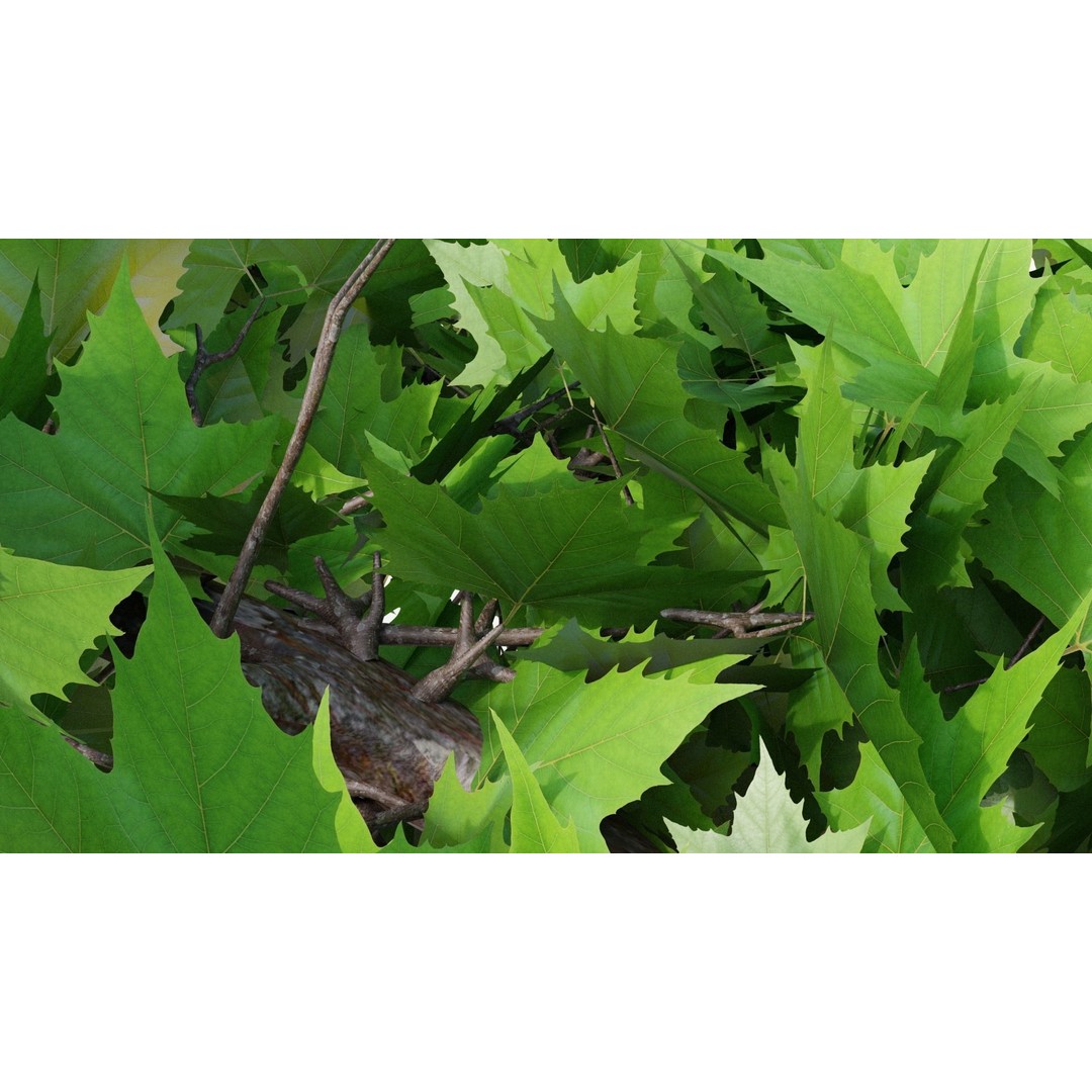 Platanus Hispánica Roof Form 3D Model – High Detail PBR Asset, Blender - View 9