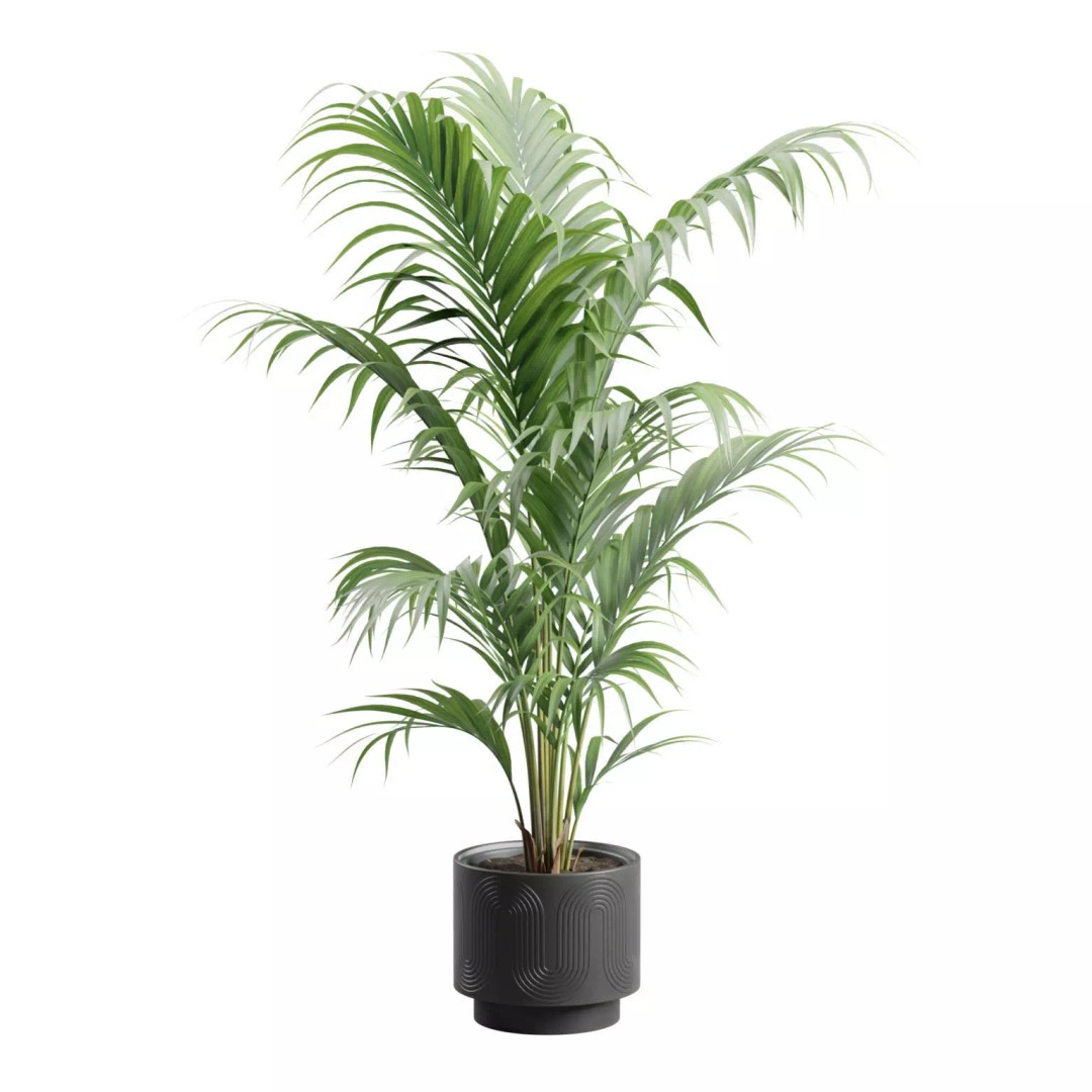 Areca Palm 3D Model – Indoor Plant in Dark Planter, PBR Textures