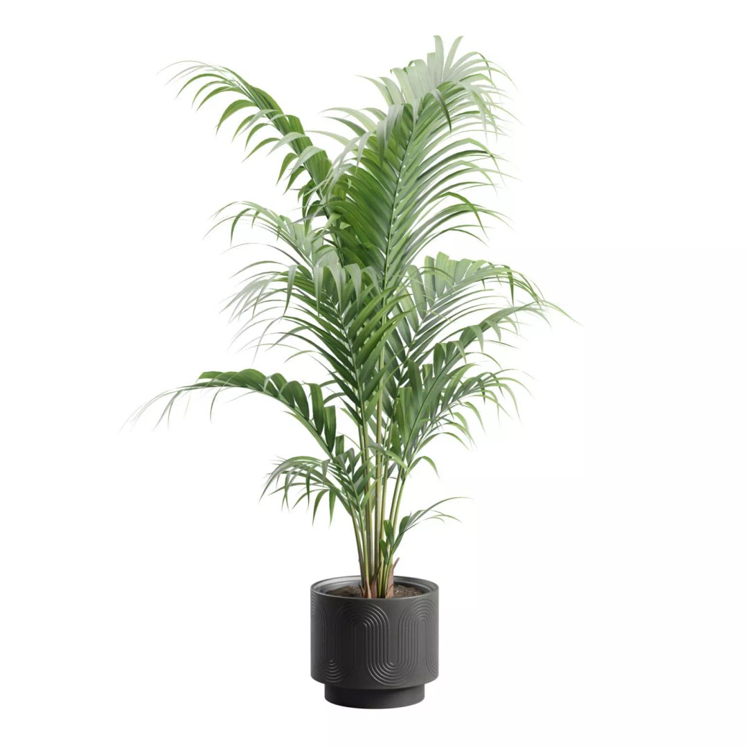 Areca Palm 3D Model – Indoor Plant in Dark Planter, PBR Textures - View 10