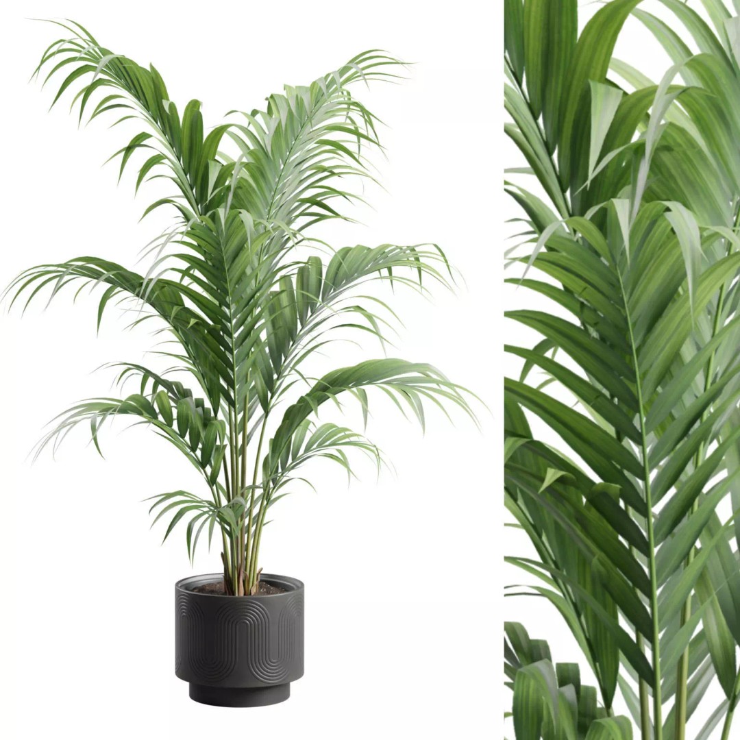 Areca Palm 3D Model – Indoor Plant in Dark Planter, PBR Textures - View 2