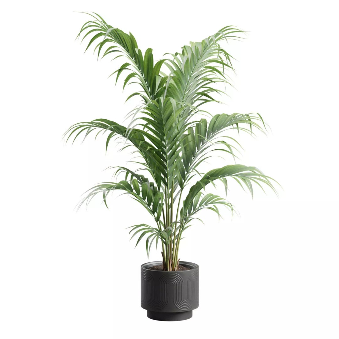 Areca Palm 3D Model – Indoor Plant in Dark Planter, PBR Textures - View 5